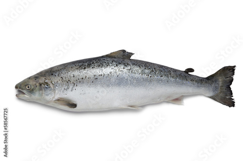 Fresh salmon fish