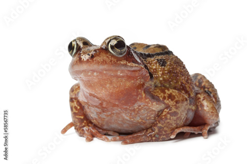 Single brown frog
