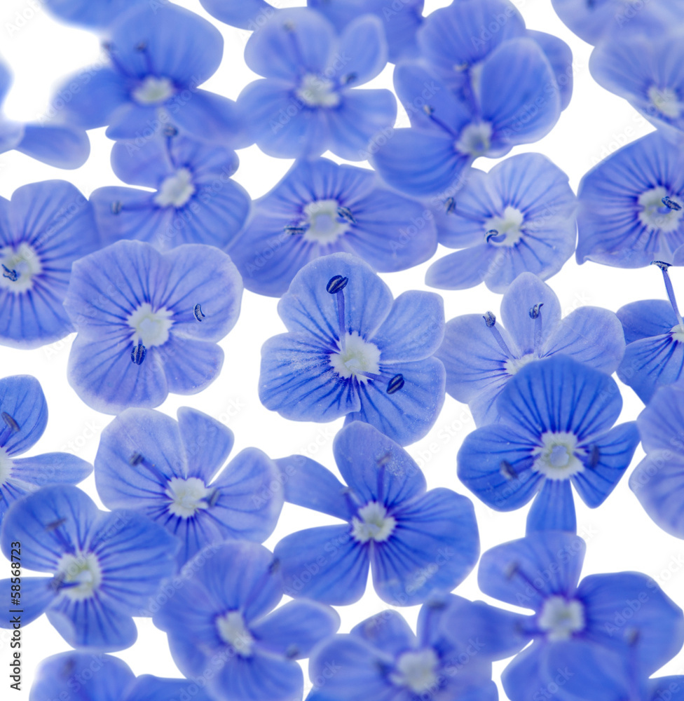 beautiful blue flowers