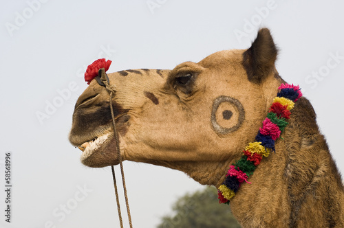 Camel festival , Thar desert , Rajasthan , India