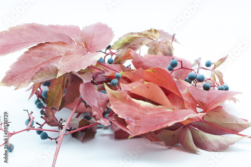 autumn leaves with fruits