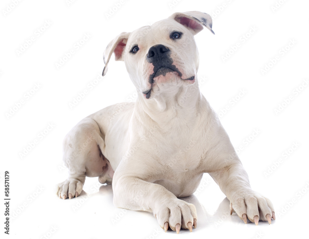 puppy american bulldog