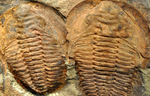 fossilized trilobite