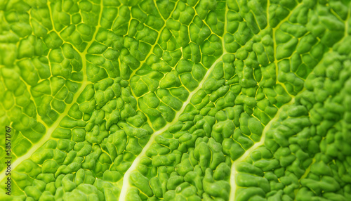 Savoy Cabbage Leaf Texture Macro Background