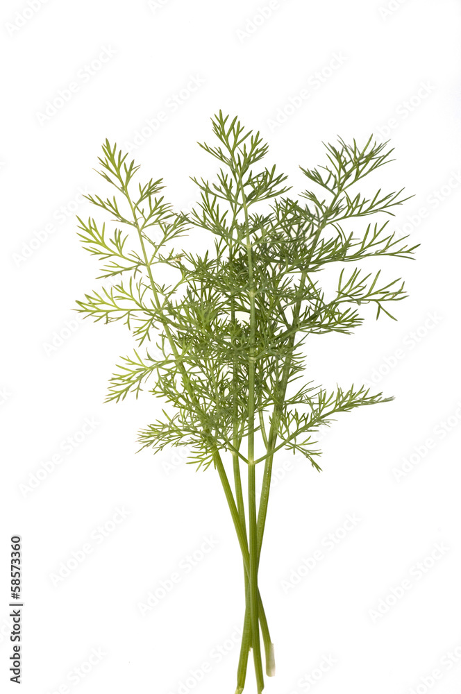 Dill, Anethum graveolens, Dillblaettchen, Dill, Anethum graveolens, Dillblaettchen,