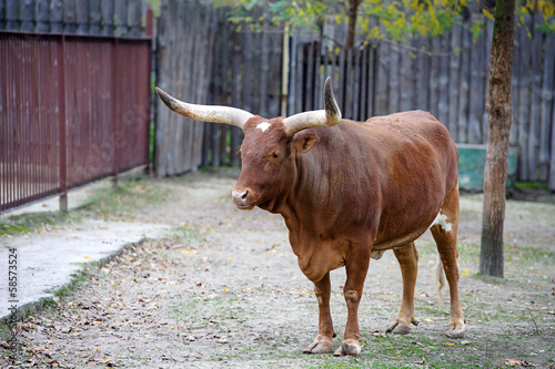 Watusi cattle photo