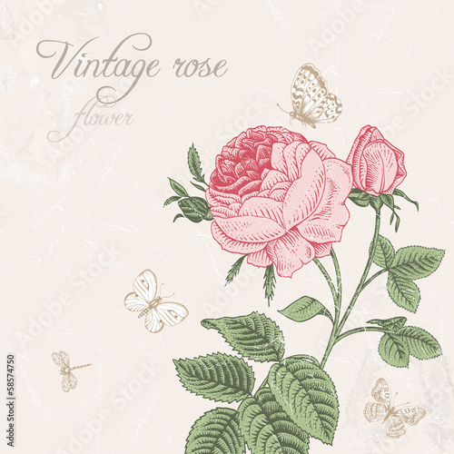 Vintage vector background with blooming pink rose.