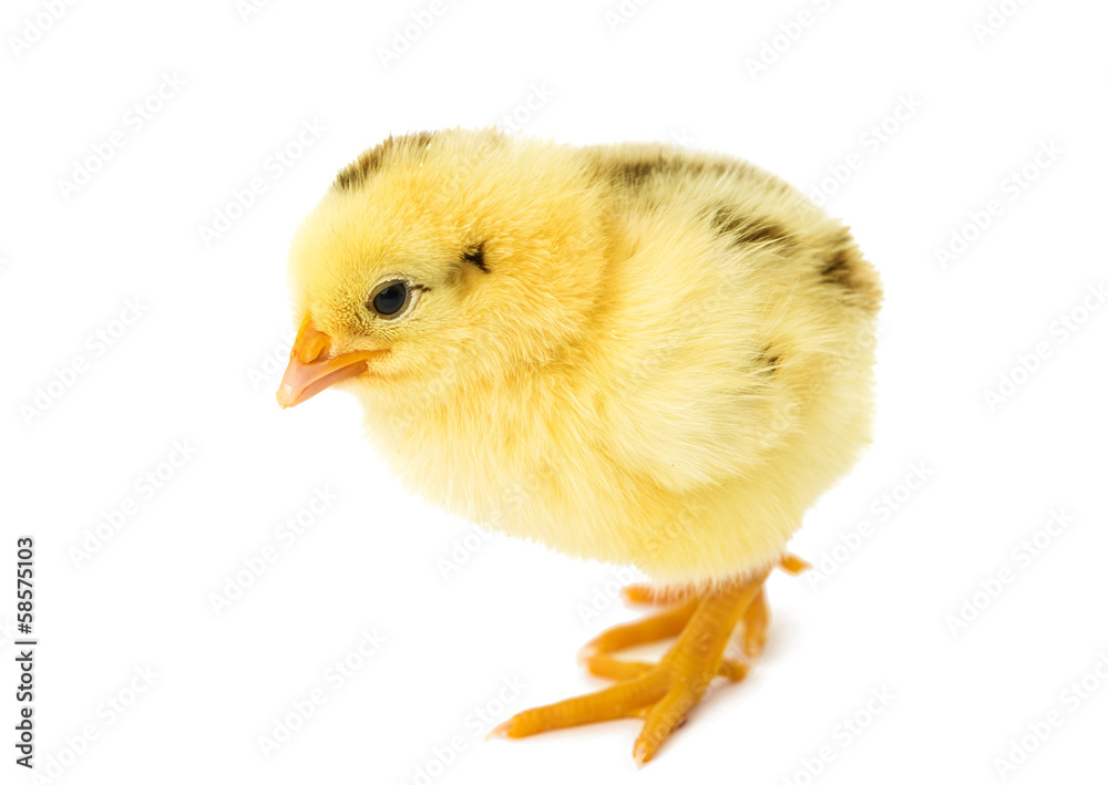 Obraz premium beautiful little chicken