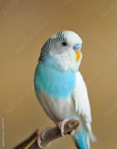 Photo parakeet