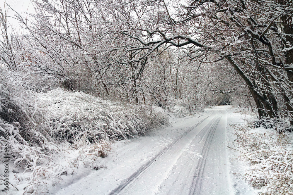 Fototapeta premium Winter road in snowy forest.