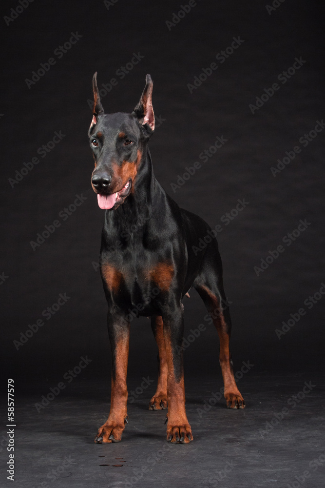 Doberman Pinscher portrait on black. Studio shot of female dog.