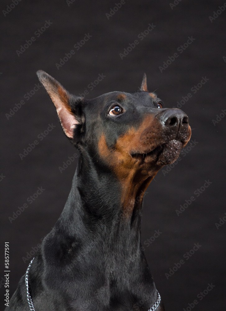 Doberman Pinscher portrait on black. Studio shot of female dog. Doberman Pinscher portrait on black. Studio shot of female dog.