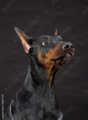 Doberman Pinscher portrait on black. Studio shot of female dog. © PaulShlykov