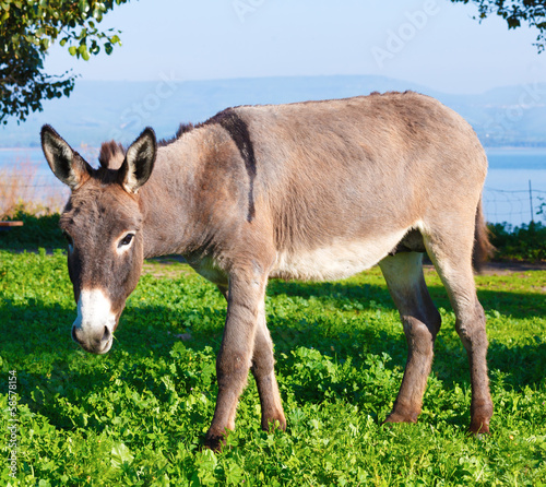 Cute Donkey