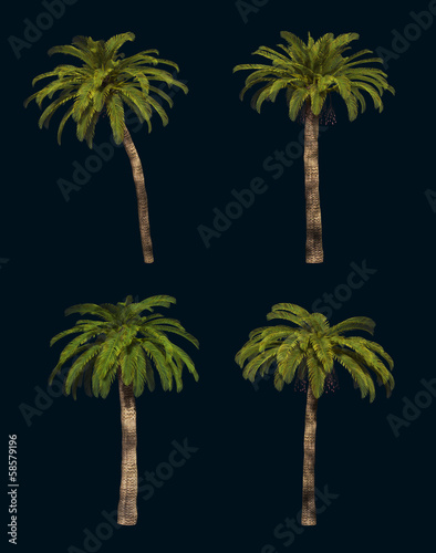 Four Palm Trees 3d CG