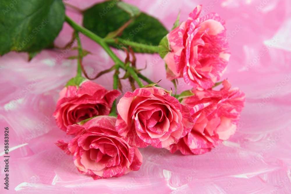 Beautiful pink roses close-up, on color background Beautiful pink roses close-up, on color background