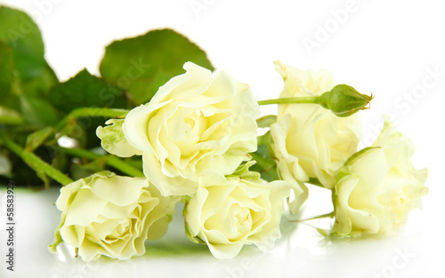 Beautiful white roses close-up isolated on white