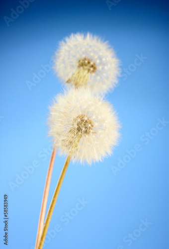 Beautiful dandelions with seeds on blue background