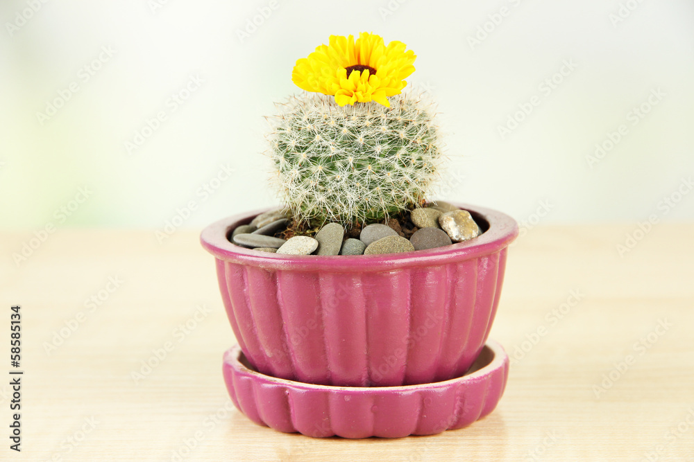 Cactus in flowerpot with flower, on wooden table
