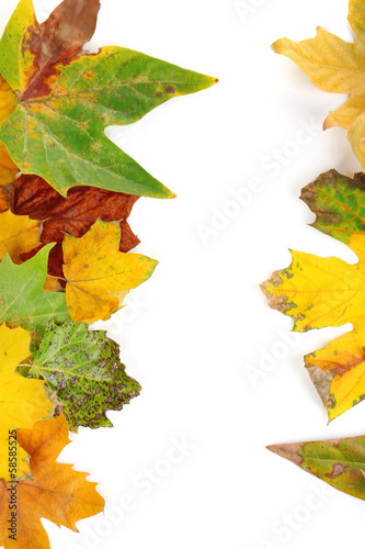 Frame from autumn leaves isolated on white