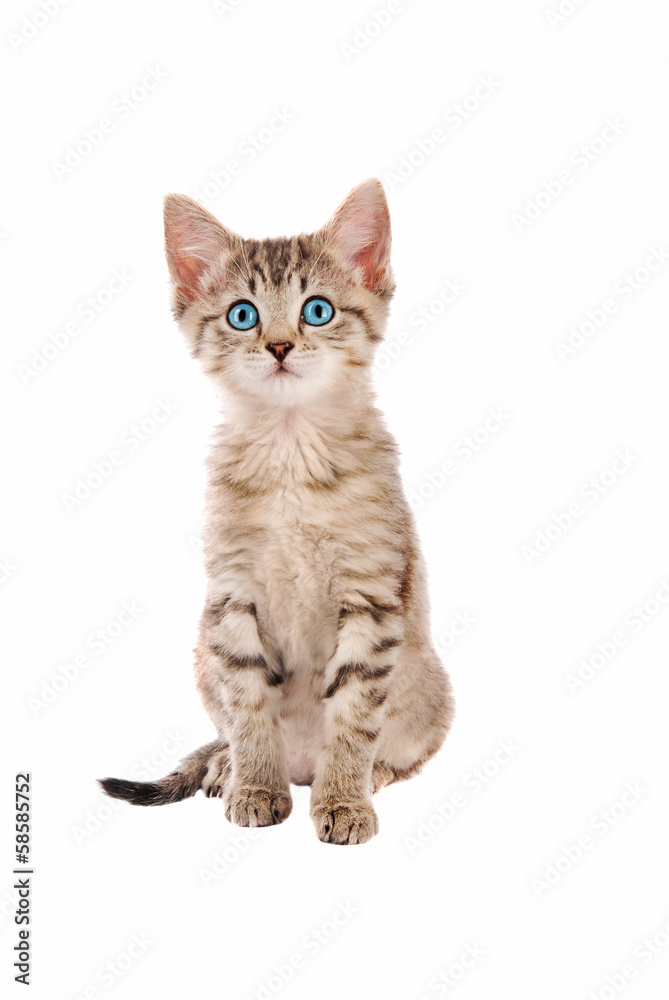 Cute blue eyed tabby kitten
