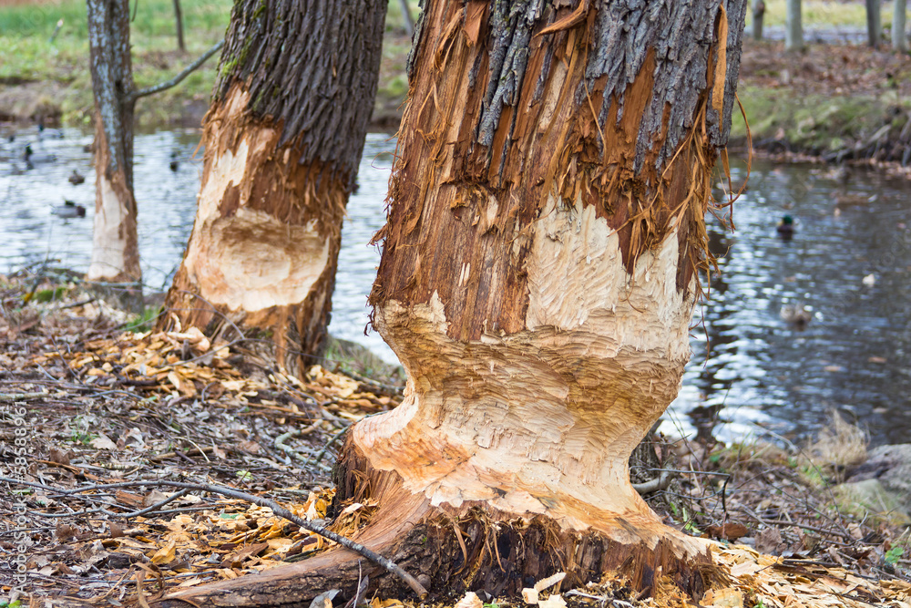 Φωτογραφία traces of beaver