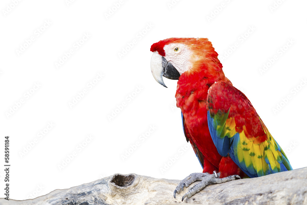Colorful Scarlet Macaw isolated on background
