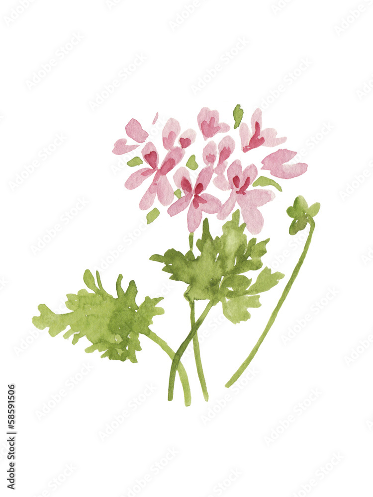 ローズゼラニウムの水彩イラスト Stock Illustration Adobe Stock