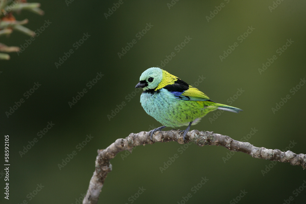 Green-headed tanager, Tangara seledon Green-headed tanager, Tangara seledon
