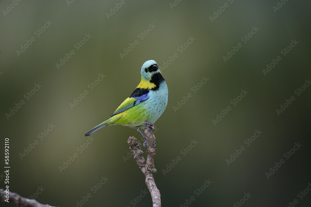 Green-headed tanager, Tangara seledon Green-headed tanager, Tangara seledon