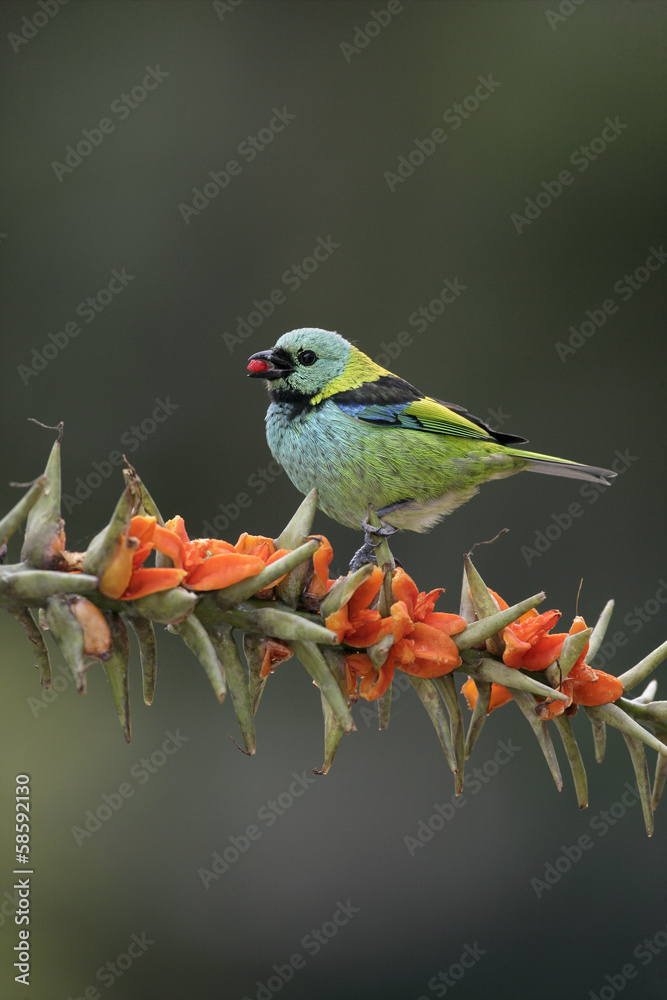 Obraz premium Green-headed tanager, Tangara seledon