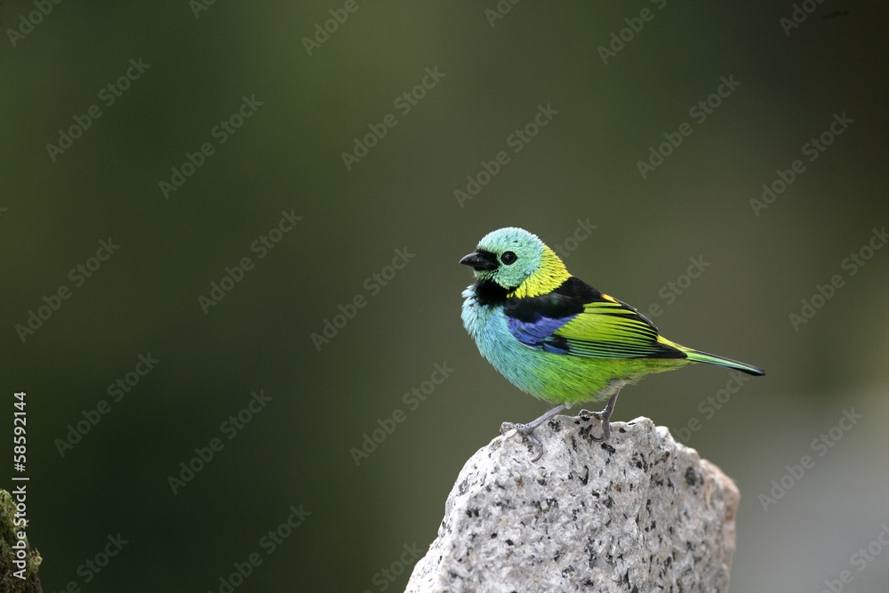 Green-headed tanager, Tangara seledon Green-headed tanager, Tangara seledon