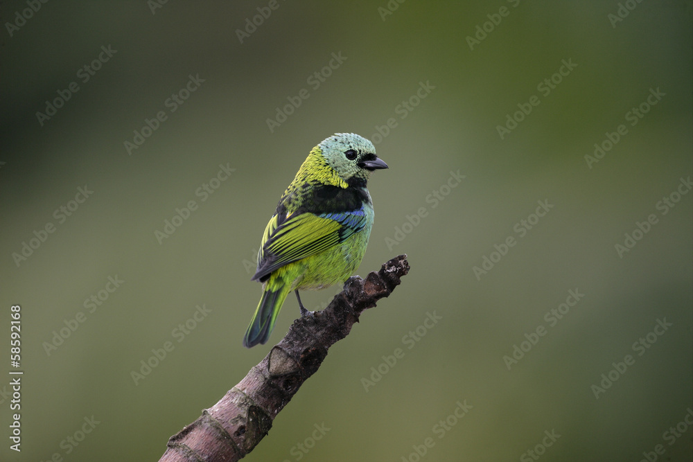Green-headed tanager, Tangara seledon Green-headed tanager, Tangara seledon
