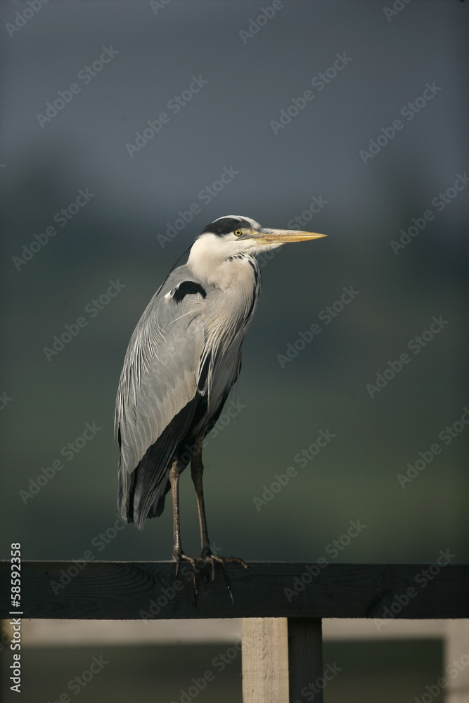 Fototapeta premium Grey heron, Ardea cinerea