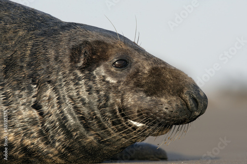 Grey seal, Halichoerus grypus