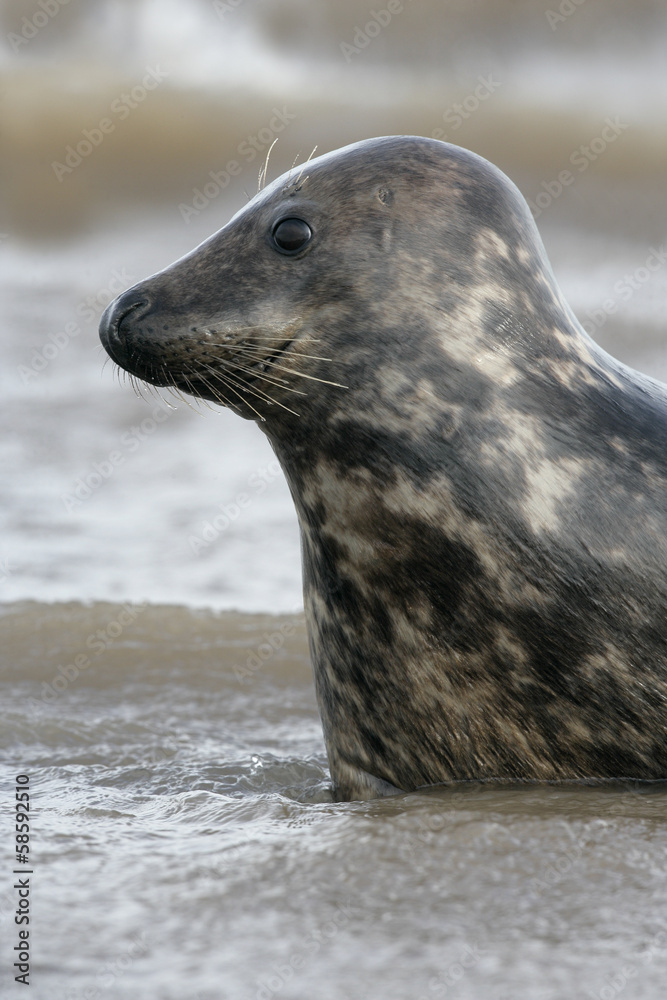 Fototapeta premium Grey seal, Halichoerus grypus