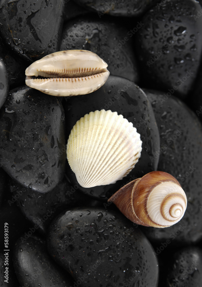 shells and wet stones