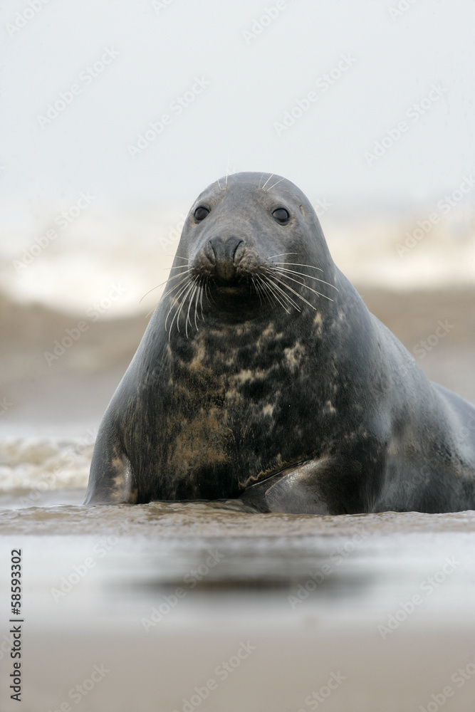 Fototapeta premium Grey seal, Halichoerus grypus