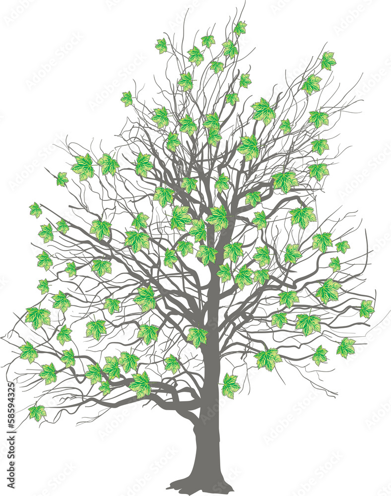 autumn tree with last green leaves on white autumn tree with last green leaves on white
