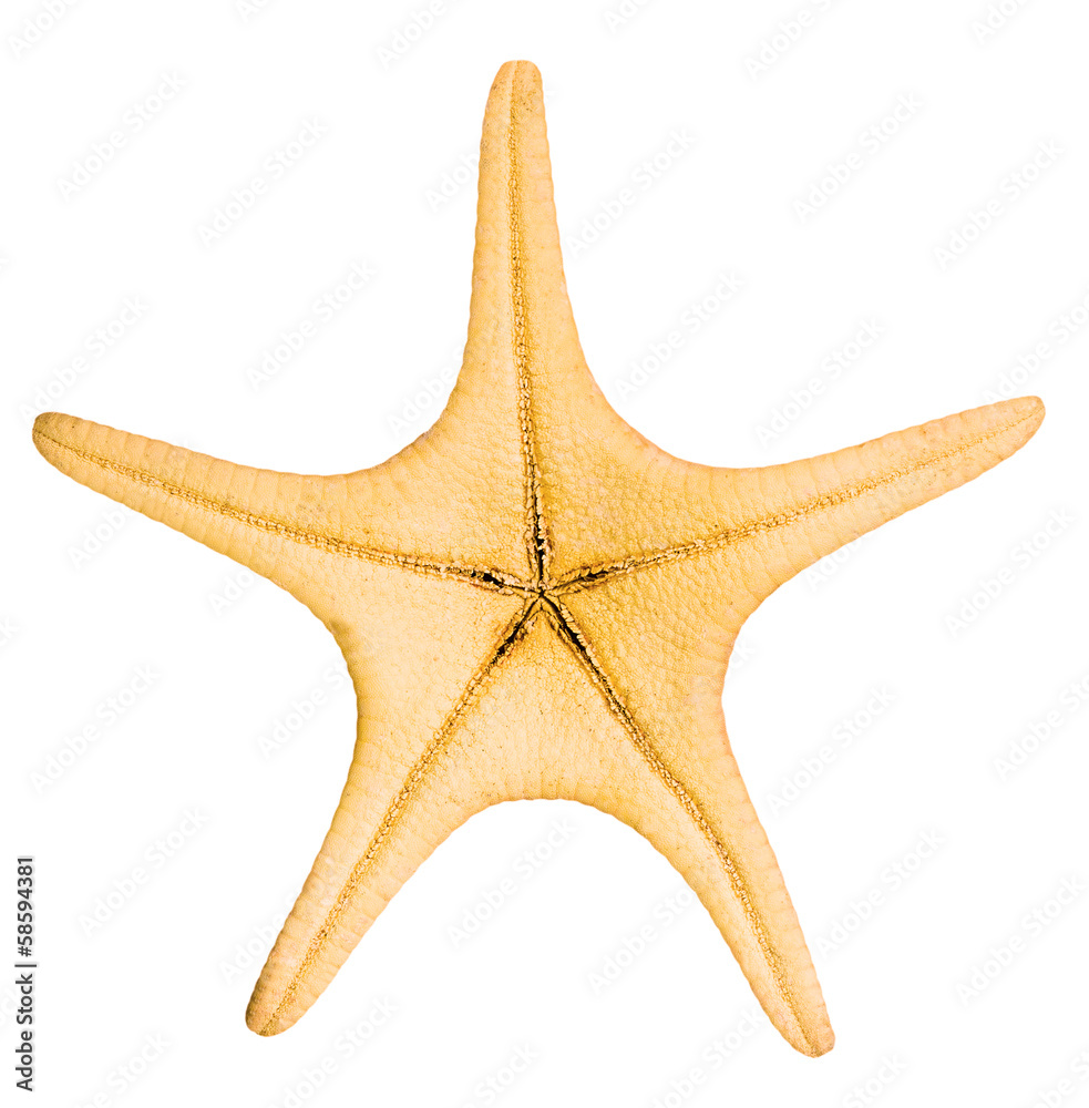 Beautiful starfish isolated on white background Beautiful starfish isolated on white background