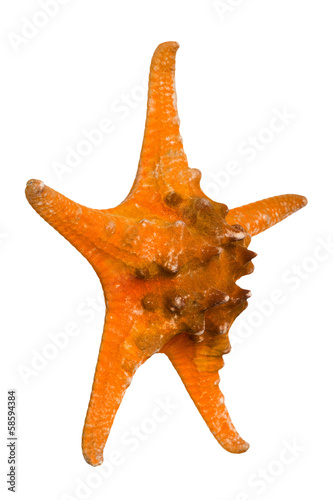 Beautiful starfish isolated on white background