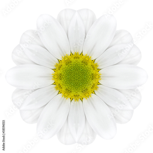 White Concentric Dahlia Mandala Flower Isolated on Plain