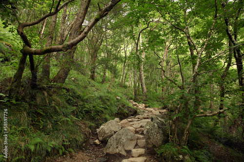 Forest in Scotland