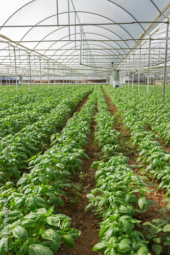 Basil Crops