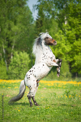 Appaloosa stallion rearing up on the meadow in summer time