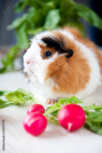 Guineapig