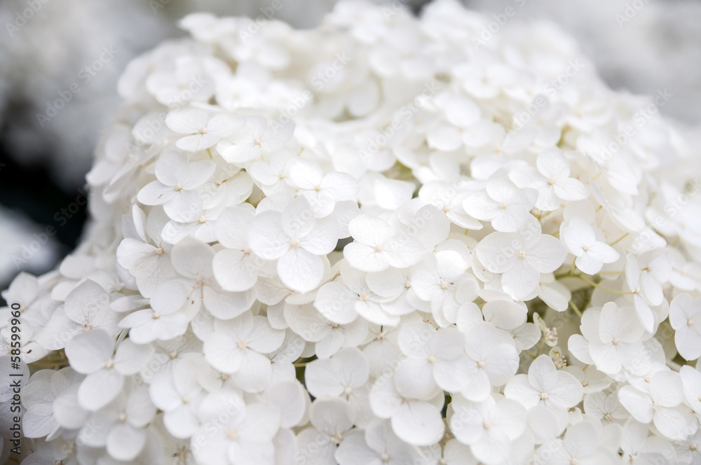 Hydrangea paniculata Hydrangea paniculata