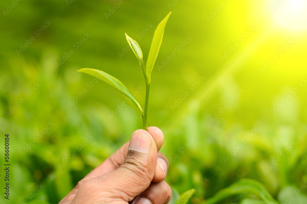 Tea Leaf on hand with morning golden sunlight Tea Leaf on hand with morning golden sunlight