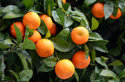 Orange tree with ripe oranges-horizontal