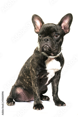 French bulldog © Gilles Paire
